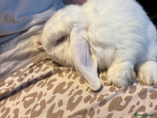 Mini Lop rabbits - Advert 36