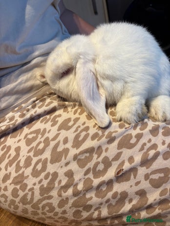 Mini Lop rabbits - Advert 8