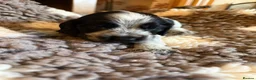Cocker Spaniel dogs for sale: KC  Show cocker spaniel pups - Advert 10