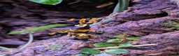 Frog reptiles for sale: Dendrobates Leucomelas “Puerto Ayacucho” - Advert 4