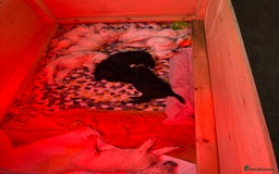 Standard Poodle dogs for sale: Standard poodle  - Image 11