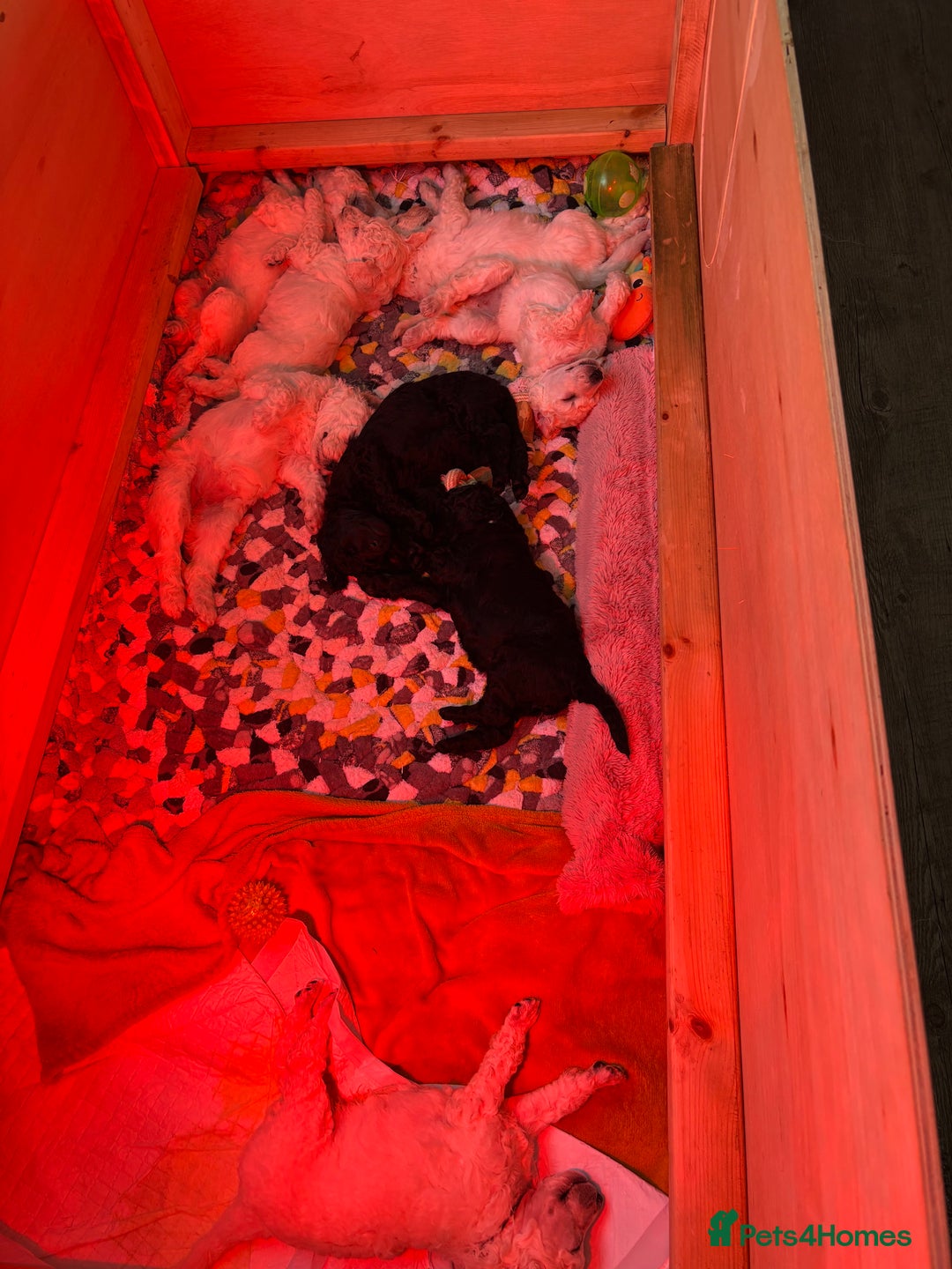 Standard Poodle dogs for sale: Standard poodle  - Image 11