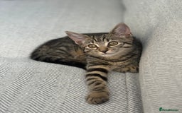 Mixed Breed cats for sale: Cat donation - Image 1