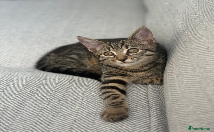 Mixed Breed cats - Advert 8