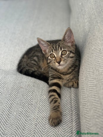 Mixed Breed cats - Advert 2