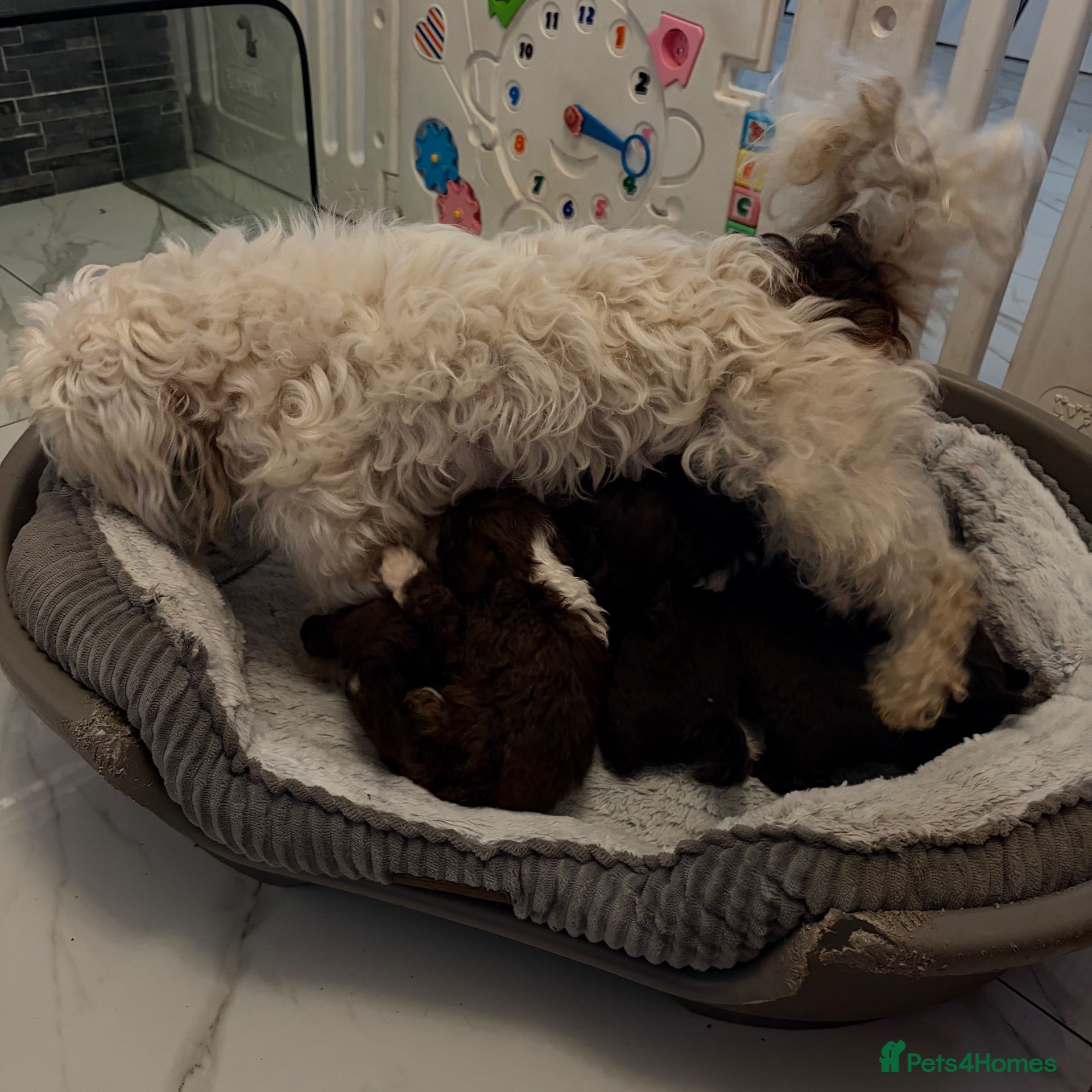 Shihpoo dogs Toy shipoo pups  - Advert 1