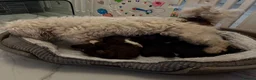 Shihpoo dogs for sale: Toy shipoo pups  - Advert 1