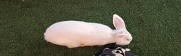 English Lop rabbits for sale: Rabbit for sale.£40 - Advert 4