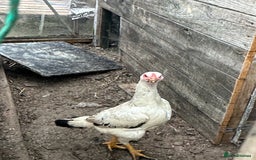 Hens poultry for sale: Aseel Chickens - Image 1
