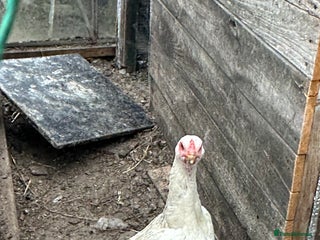 Hens poultry - Advert 2