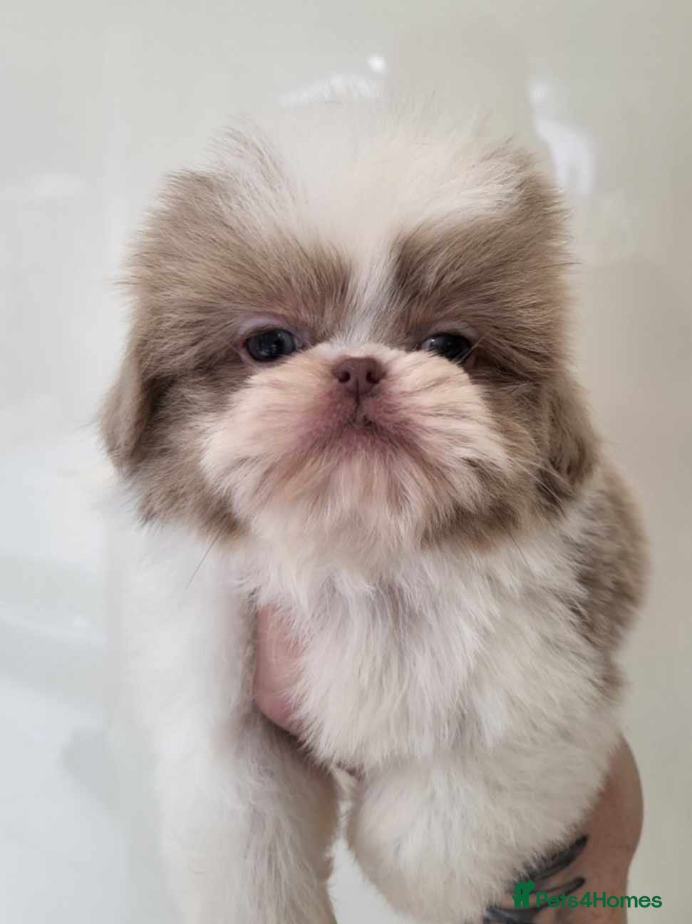 Shih Tzu dogs for sale: Louis needs a new home 😩 in London - Advert 3