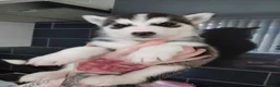 Siberian Husky dogs for sale: 🩵2 beautiful siberian husky boys left🩵 - Advert 3