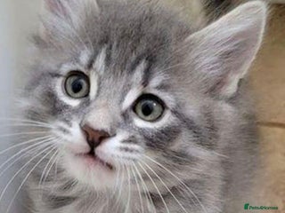 Mixed Breed cats Fluffy silver kitten - Advert 1