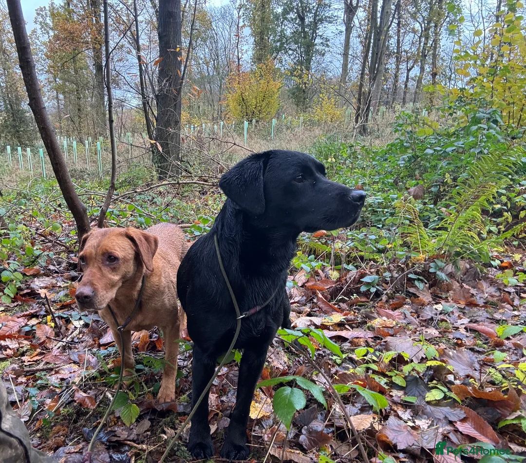 Labrador Retriever dogs for stud: Health Tested Working Labrador Retriever for stud in Burton-on-Trent - Advert 10