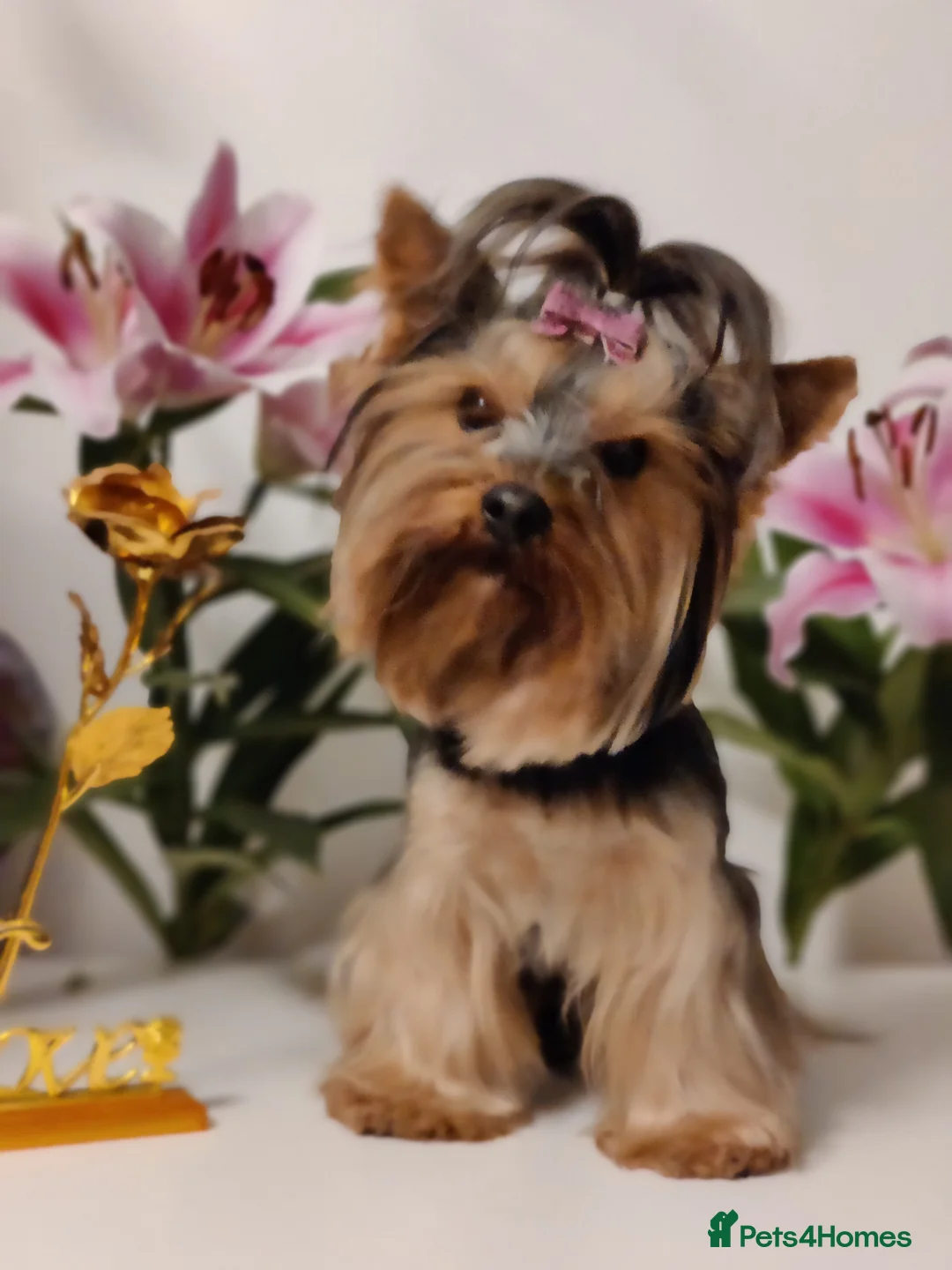 Yorkshire Terrier dogs for stud: Outstanding Yorkshire terrier for STUD only in Hull - Advert 12