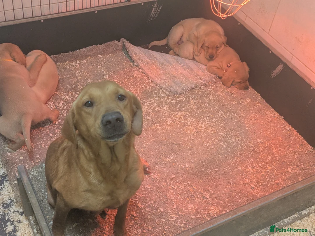 Labrador Retriever dogs for sale: Male Labrador Puppies for sale  - Advert 5