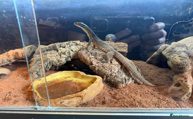 Monitor reptiles - Advert 1