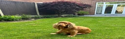Cocker Spaniel dogs for sale: 🌟 OUTSTANDING KC SHOW COCKER SPANIELS 🌟 - Advert 20