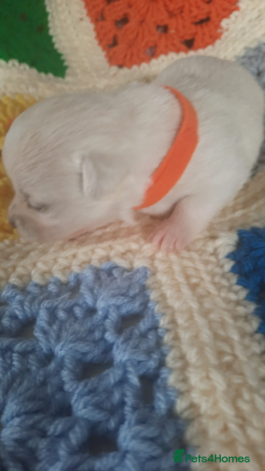 Mixed Breed dogs for sale: MALSHIPOO PUPPIES  - Advert 1