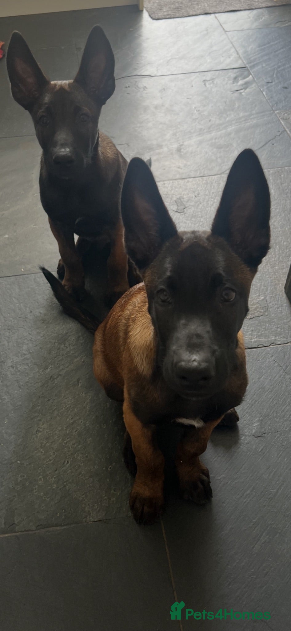 Belgian Shepherd Dog dogs Stunning Belgian Malinois pups 1 boy - Advert 3