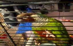Conures birds for sale: RARE white-eared conure and cage - Image 3