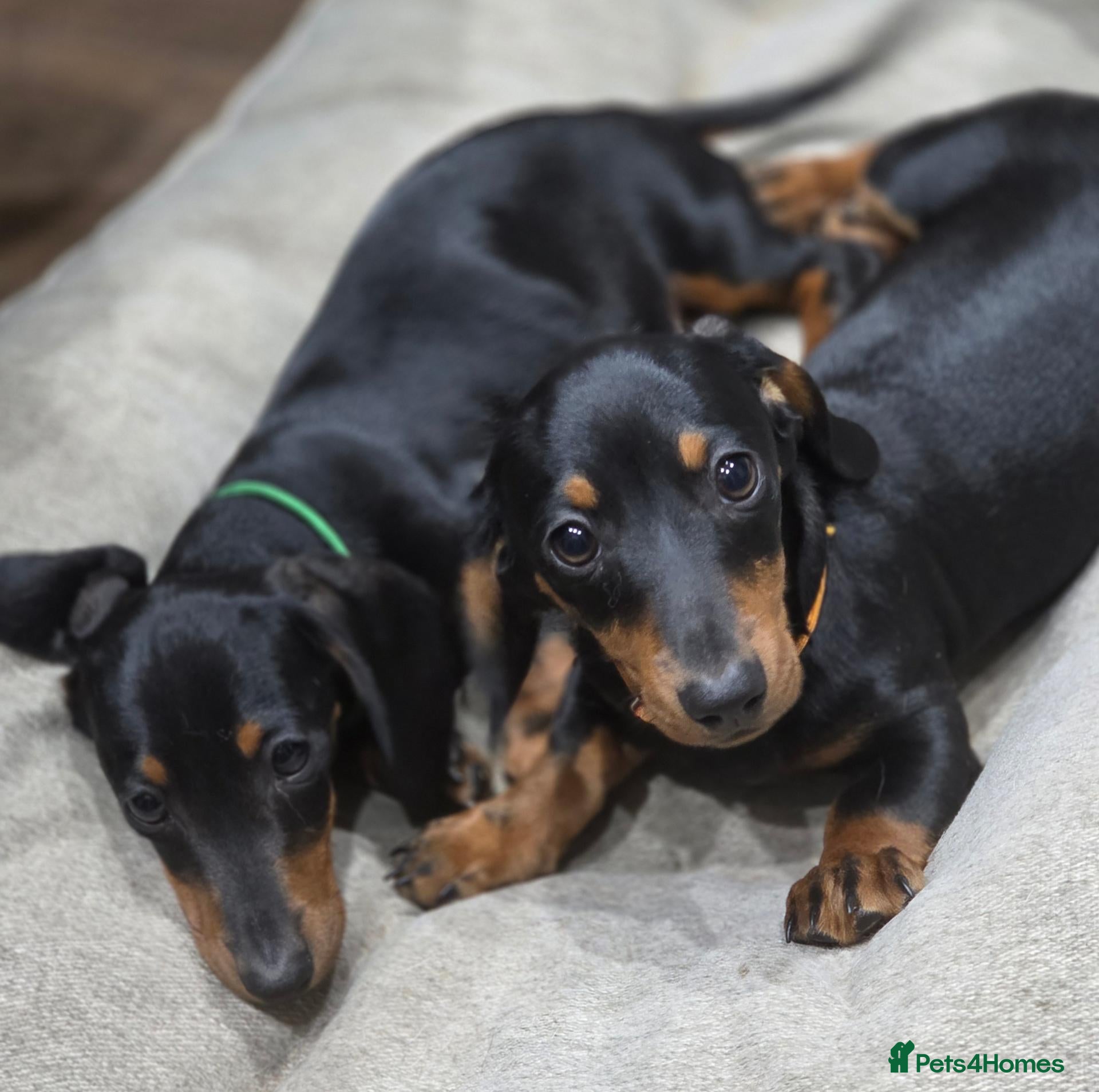 Miniature Dachshund dogs Mini Dachshunds long and short haired - Advert 16
