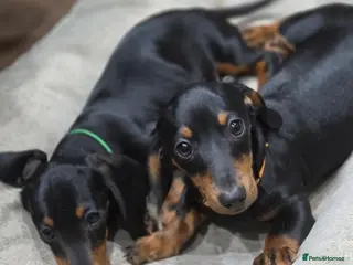 Miniature Dachshund dogs Mini Dachshunds long and short haired - Advert 16