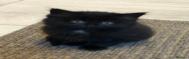 Kitten 1