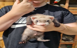 Ferret rodents for sale: Quater ferret kits - Image 5