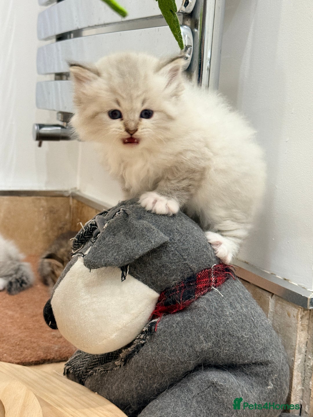 Siberian cats for sale: Pure Siberian kitten  - Image 10