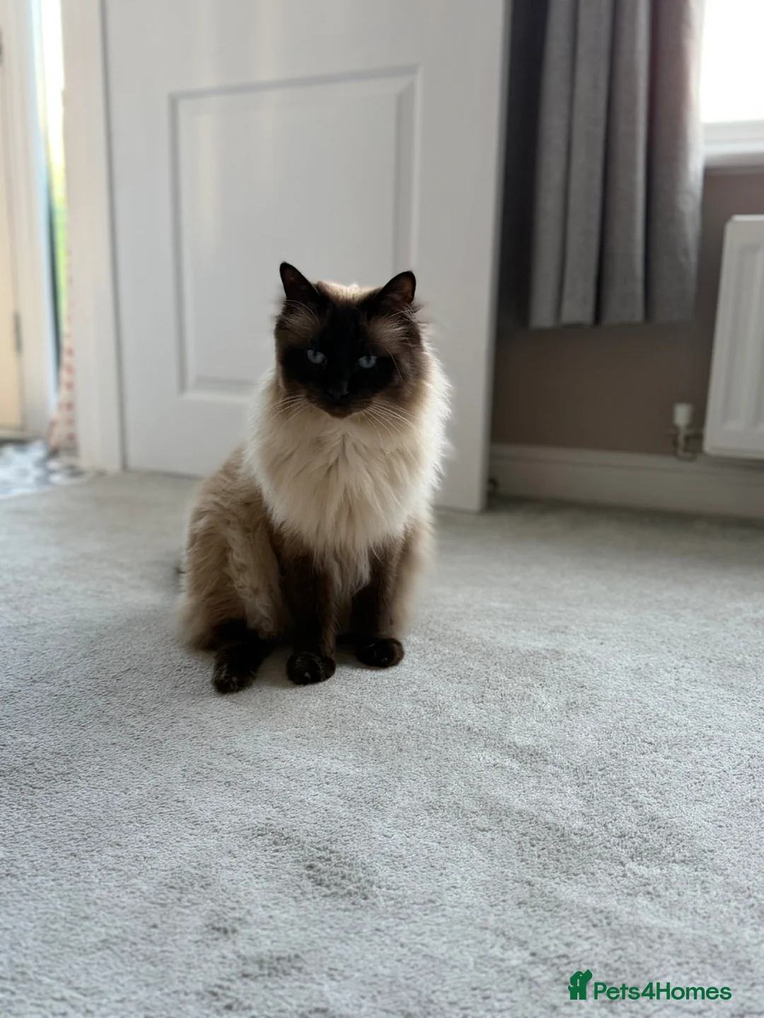 Ragdoll cats for sale: Lovely Affectionate Ragdoll Boy - Advert 5
