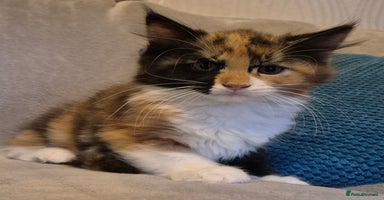Maine Coon cats - Advert 6