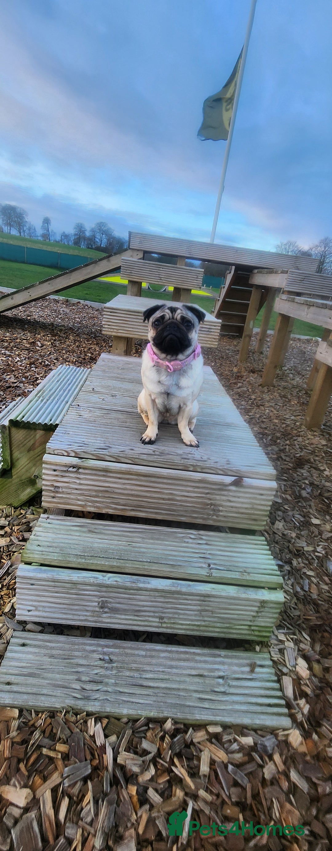 Pug dogs for sale: 1 year old Nala the pug - Advert 2