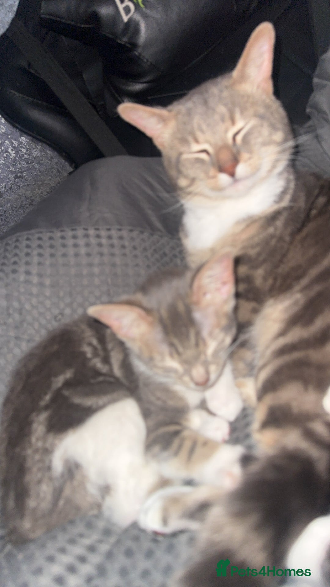 Mixed Breed cats for sale: Mixed breed cat  - Advert 7