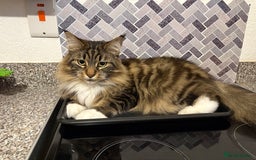 Maine Coon cats for sale: Two four year old Maine coon cats (mixed) - Image 3