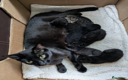 Mixed Breed cats for sale: Kittens needing forever homes in September - Image 2