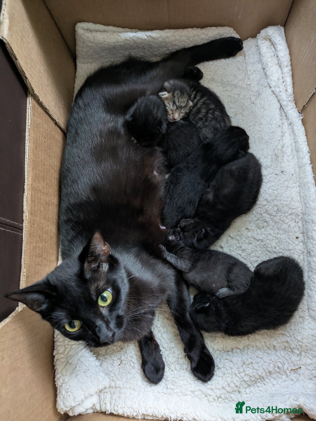 Mixed Breed cats for sale: Kittens needing forever homes in September - Image 2