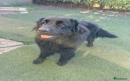 Mixed Breed dogs for sale: Beautiful Newfoundland X Golden Retriever Girl - Image 9