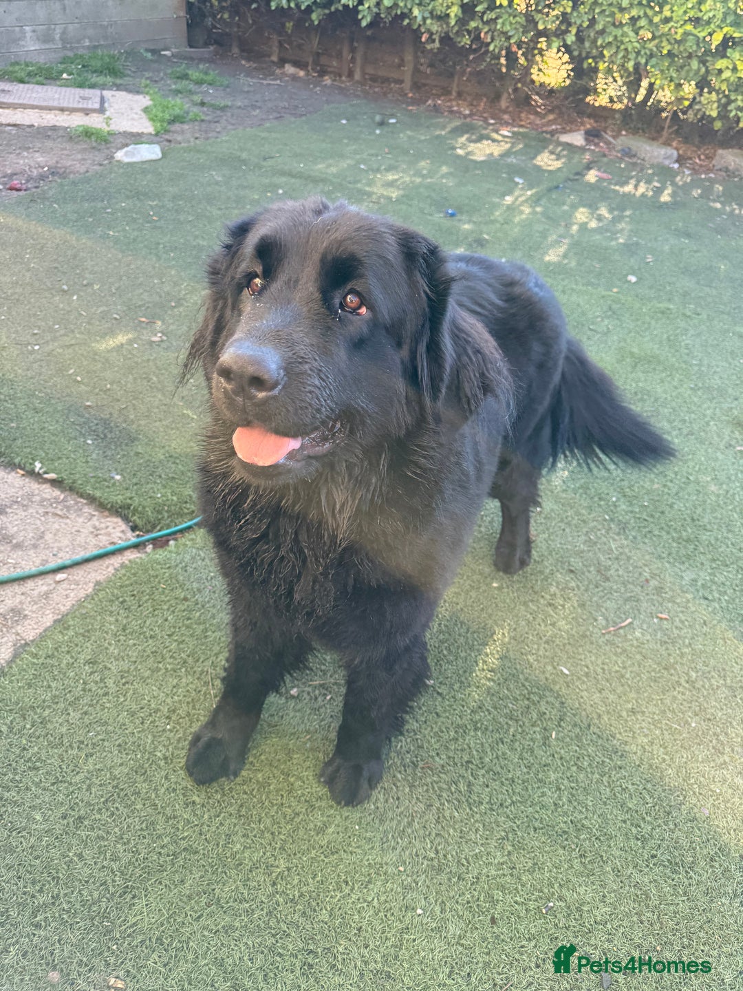Mixed Breed dogs for sale: Beautiful Newfoundland X Golden Retriever Girl - Image 9