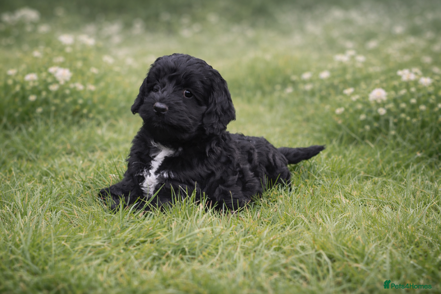 Cockapoo dogs Absolutely Stunning Cockerpoos - Advert 1