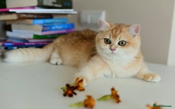 British Shorthair cats for sale: GCCFreg BSH & BLH Chocolate & Black Golden Kittens - Image 37