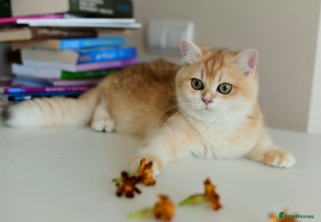 British Shorthair cats for sale: GCCFreg BSH & BLH Chocolate & Black Golden Kittens - Image 37