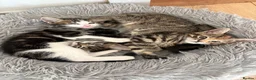 Mixed Breed cats for sale: 3 beautiful kittens  - Advert 5