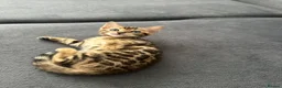 Bengal cats for sale: Bengal kittens for sale - Advert 28