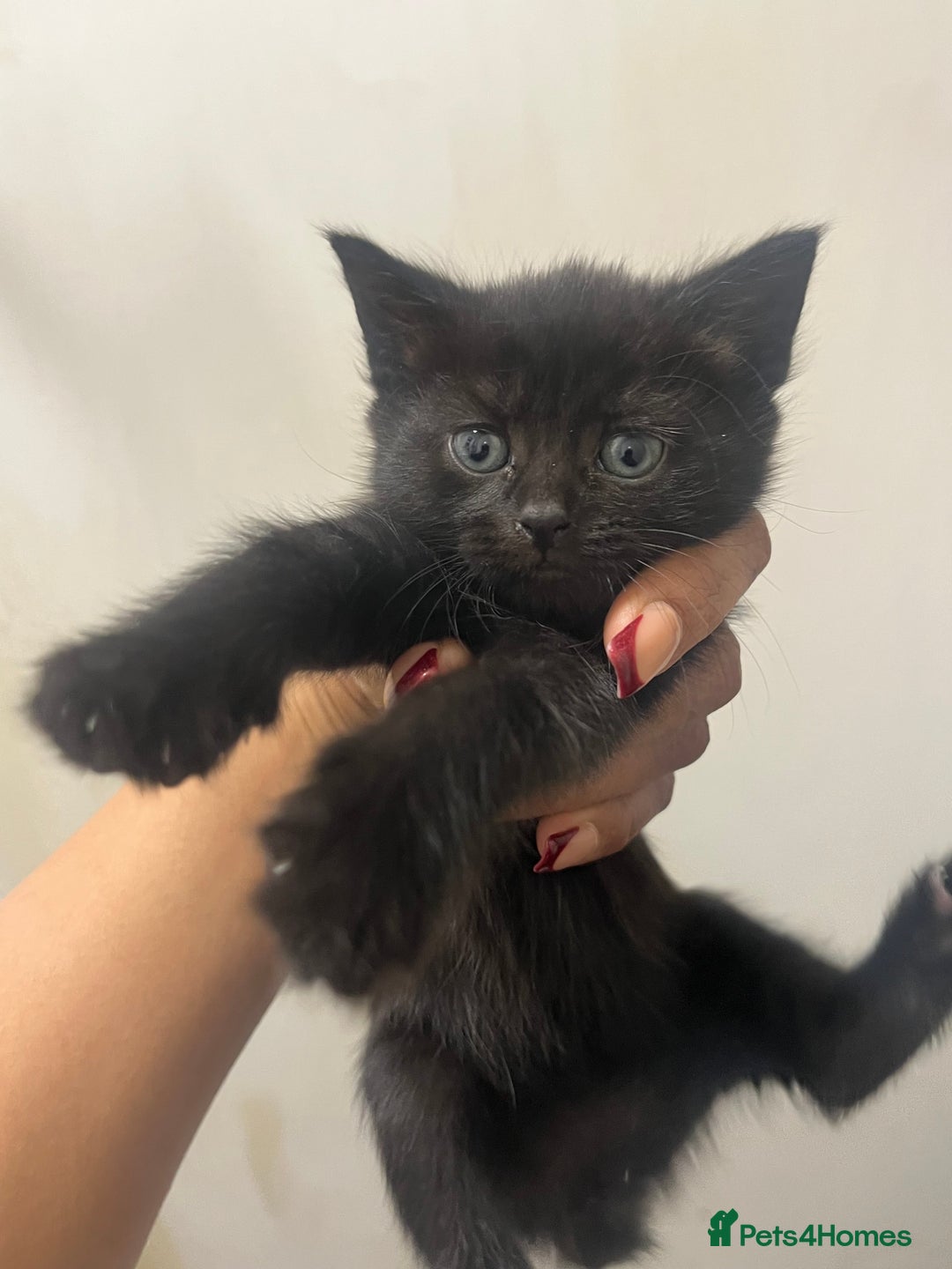 Mixed Breed cats for sale: Mixed breed kittens - Advert 5