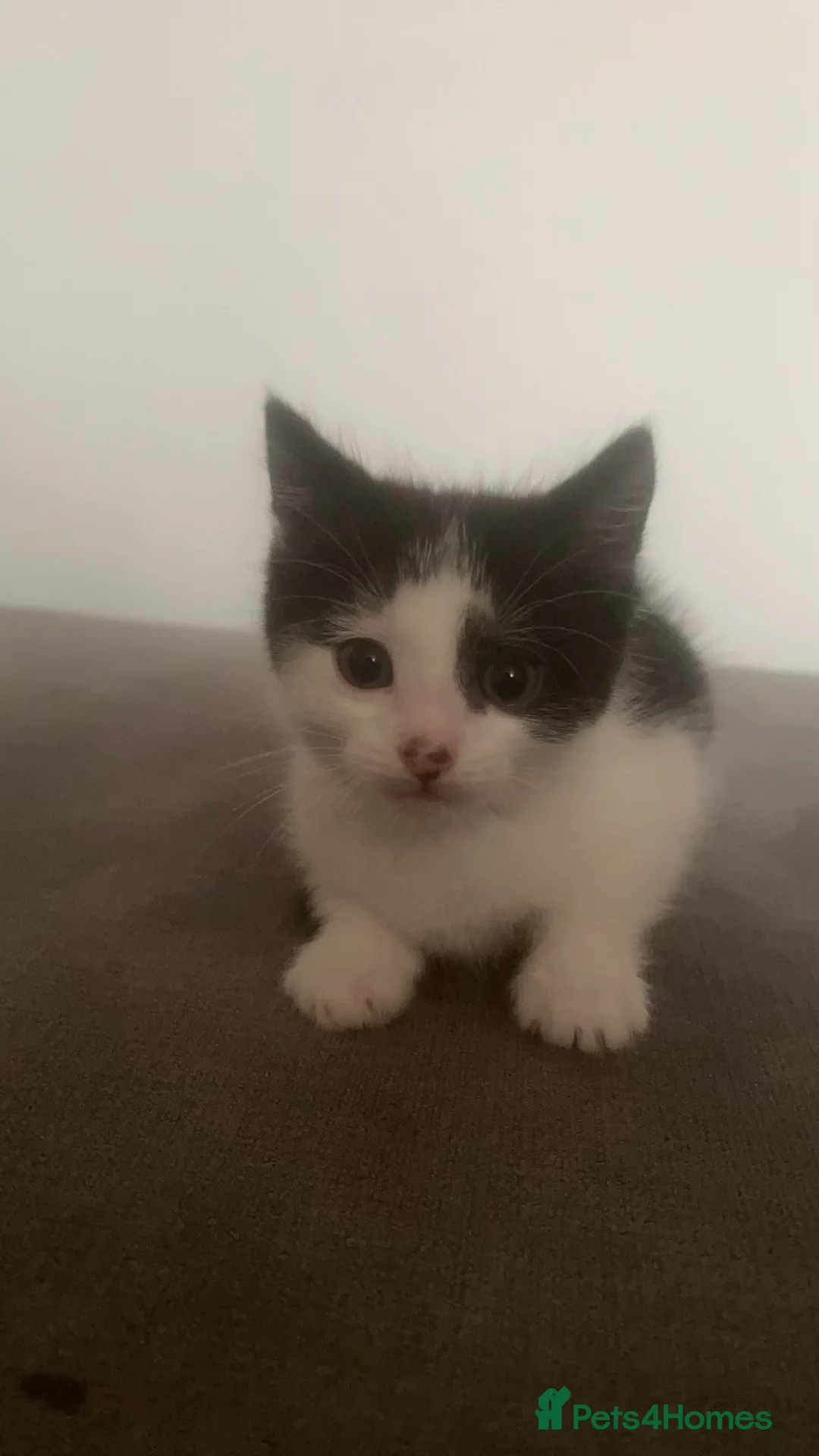 Mixed Breed cats for sale: Black and white kitten 2 months old in Manchester - Advert 2