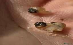 Snails invertebrates for sale: Ggghhg - Image 14