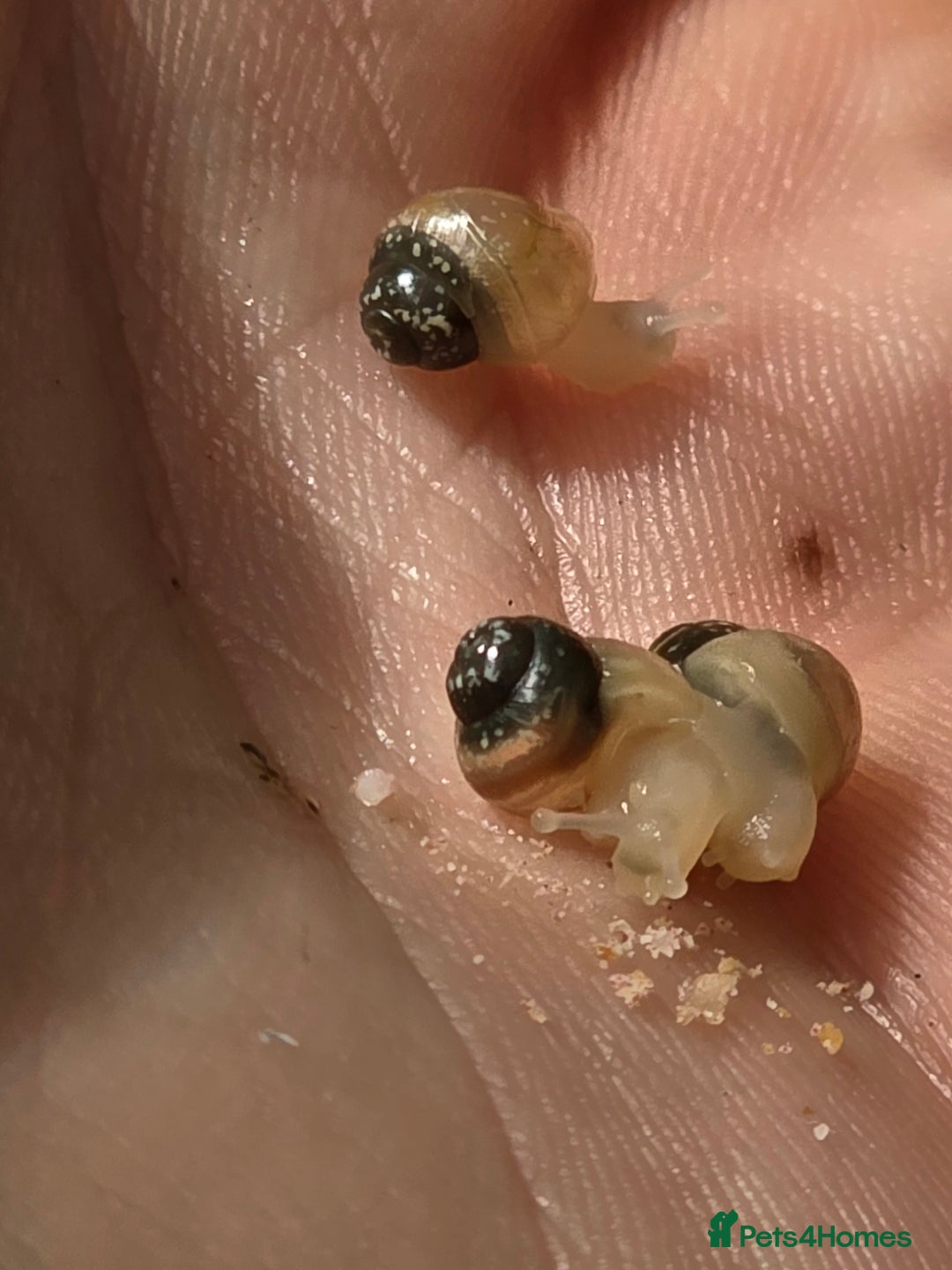 Snails invertebrates for sale: Ggghhg - Image 14