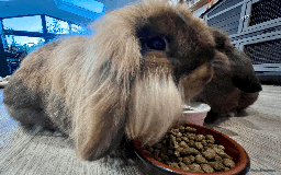 Mixed Breed rabbits for sale: 2 x Bonded Mini Lop X Lionhead Rabbits  - Image 9