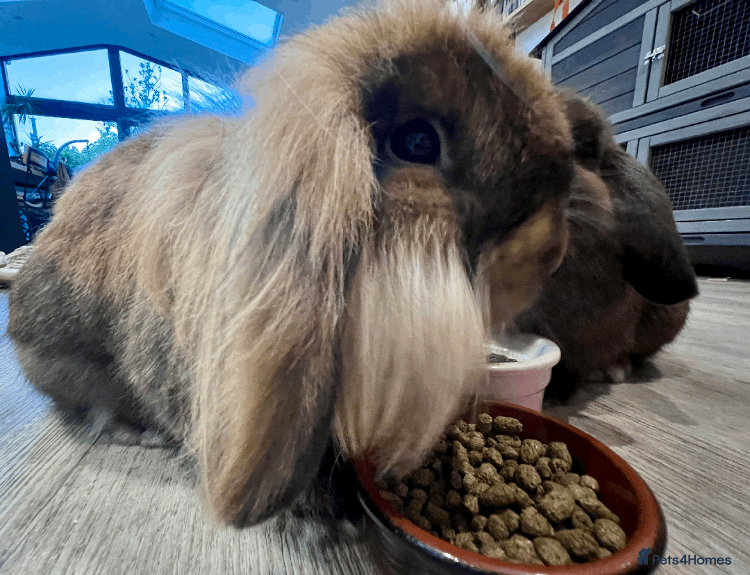 Mixed Breed rabbits for sale: 2 x Bonded Mini Lop X Lionhead Rabbits  - Image 9